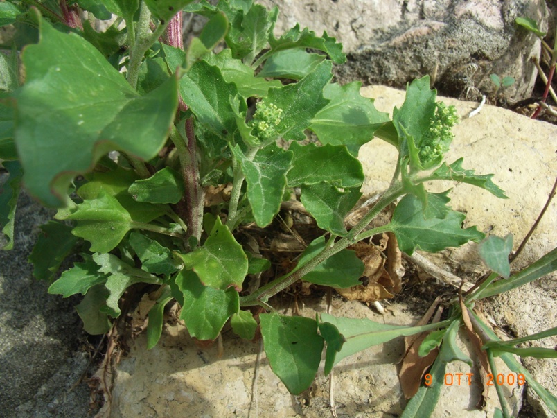 Chenopodium murale